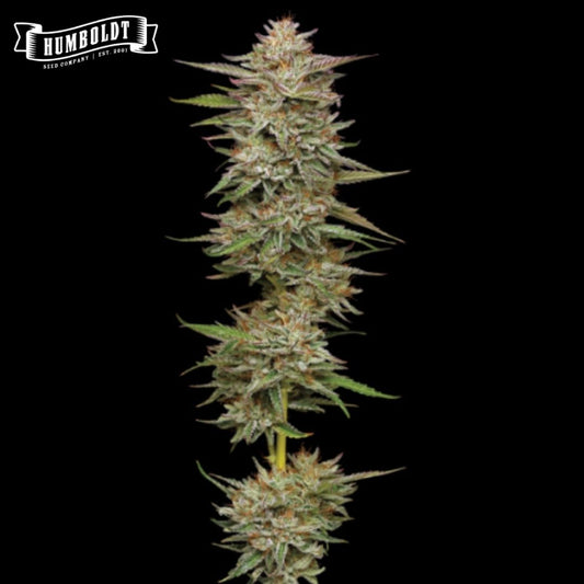 Banana OG Cannabisblüte mit harzigen, kompakten Buds und feinen orangefarbenen Blütenfäden