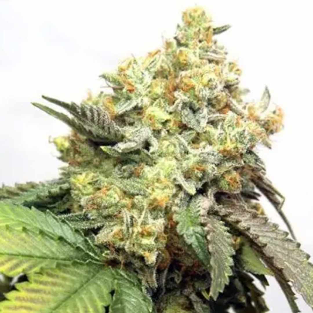 Banana Punch von Vision Seeds mit kompakter harzreicher Hauptblüte und kräftigen grünen Blättern