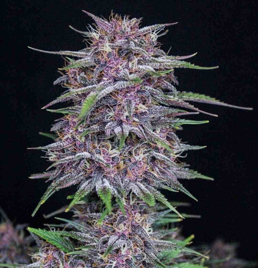Dichte Blüte von Auto Banana Purple Punch mit intensivem Lila und feinem Harzüberzug vor schwarzem Hintergrund