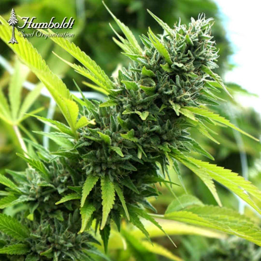 Banana Sapphire Blüte mit dichten grünen Buds, Harzbesatz und hellen Blütenfäden