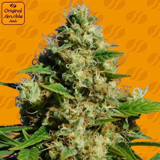 Banana Sherbet Cannabisknospe mit dichter Harzschicht, hellen Blütenfäden und kompaktem, indica-typischem Wuchs