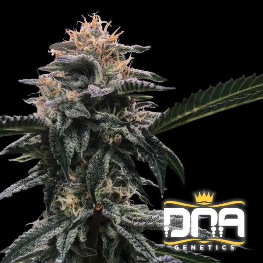 Dicht bewachsene Banana Sorbet Blüte mit leuchtend orangefarbenen Härchen und frostiger Harzschicht.