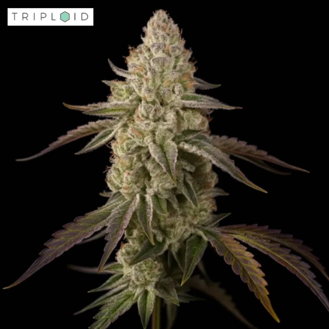 Banana Velvet OG Blüte von Triploid Genetics mit langer dichter Cola und starker Trichomschicht