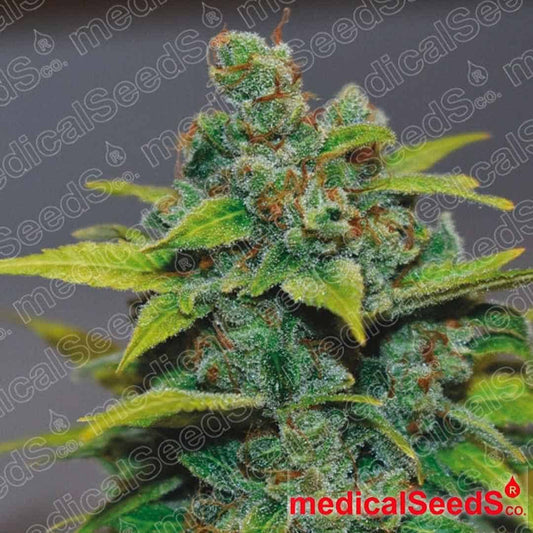 Reife Banana Zkittlez Blüte mit dichten Buds, vielen Trichomen und orangefarbenen Stempeln an der Pflanzenspitze
