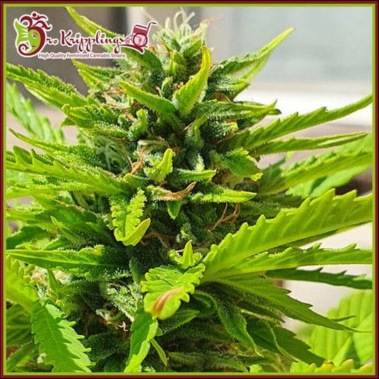 Nahaufnahme einer reifen Banana Kick Auto mit dichten, harzigen Buds und gezackten, leuchtend grünen Blättern.