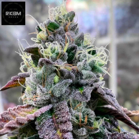 Bananukis Cannabisknospe mit dichten Trichomen, violetten Blättern und hellen Blütenfäden