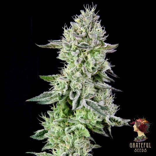 Harzige Barbara's Pie Blüte mit dichten Buds, weißen Pistillen und starkem Trichombelag