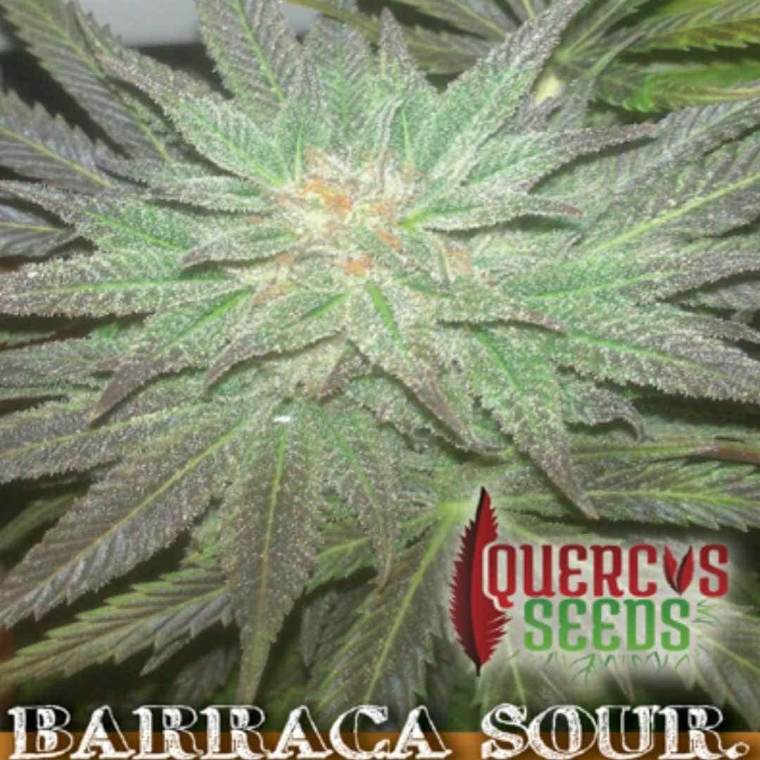 Barraca Sour Cannabisblüte mit dichten Trichomen und orangefarbenen Blütenfäden