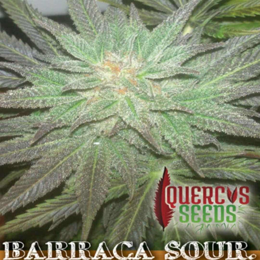 Barraca Sour Cannabisblüte mit dichten Trichomen und orangefarbenen Blütenfäden
