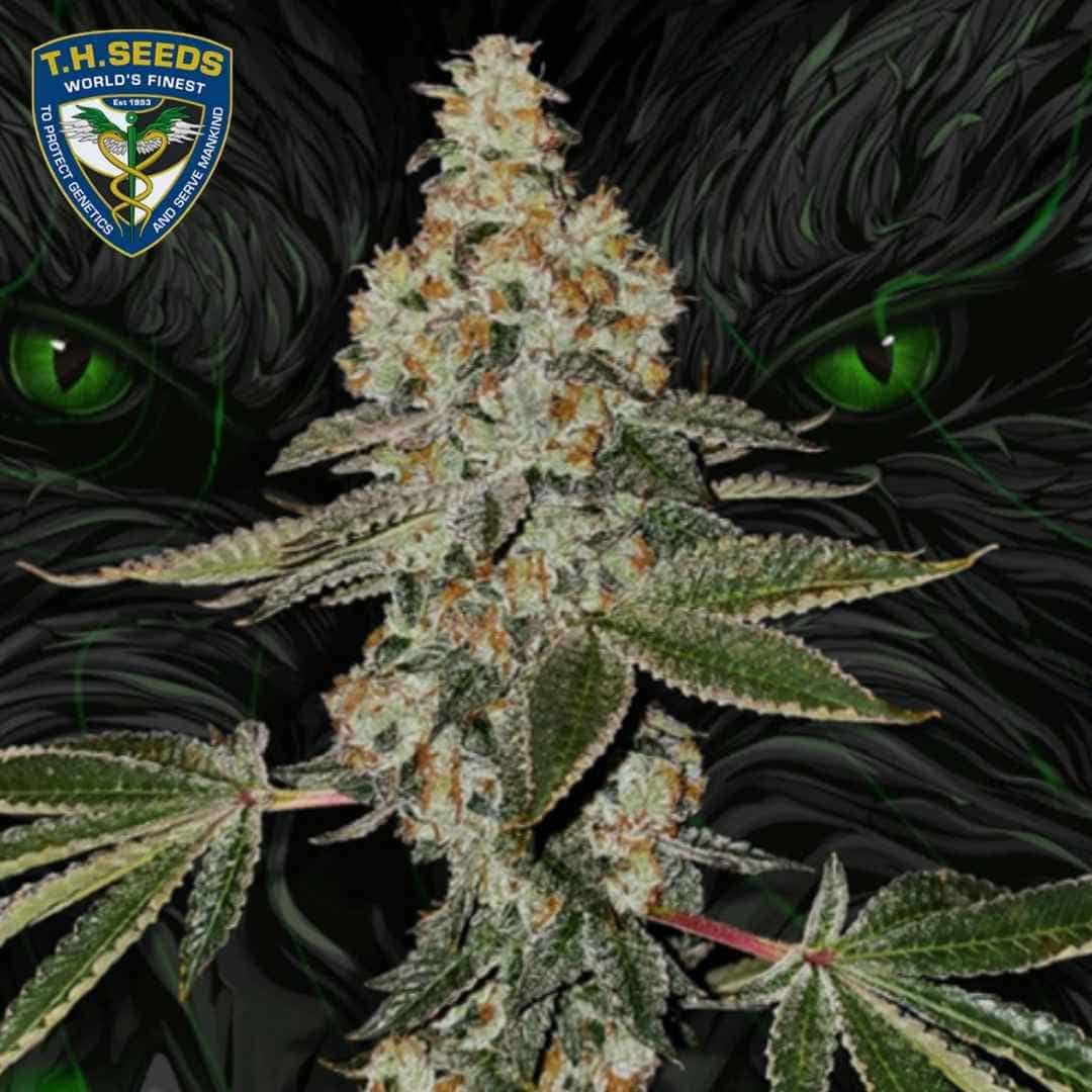 Beasty Cannabisblüte mit dichter Harzschicht, orangefarbenen Blütenfäden und breiten, frostigen Zuckerblättern.