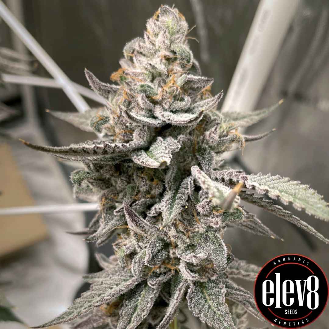 Beaver Cookies Blüte mit frostigem Harzüberzug und dichten, kristallinen Buds