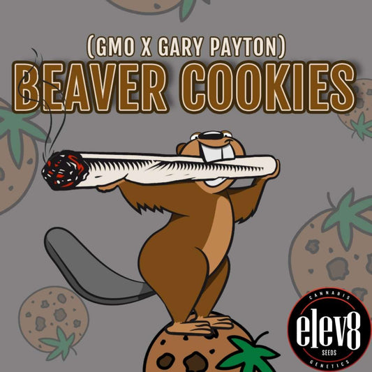 Beaver Cookies Logo mit Biber, der einen großen Joint hält, inspiriert von der Genetik GMO x Gary Payton