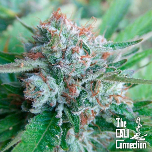 Bellini Blüte mit dichten Harzkristallen und orangefarbenen Blütenhaaren