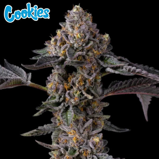 Berniehana Butter x Triple Scoop Blüte mit dichten, harzigen Buds, violetten Tönen und orangefarbenen Pistillen