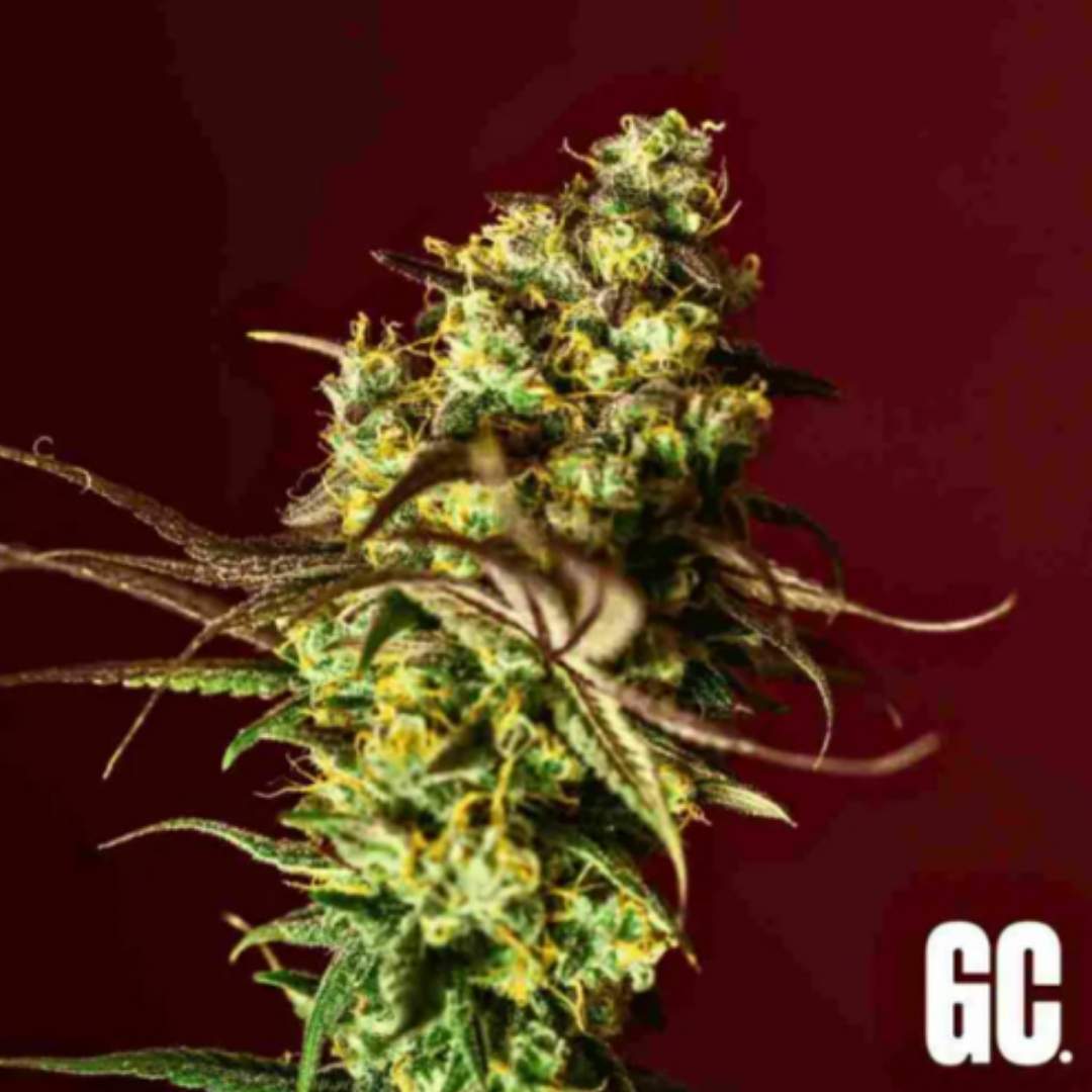 Berry Bliss Cannabisblüte mit dichten Harztrichomen und orangefarbenen Blütenfäden