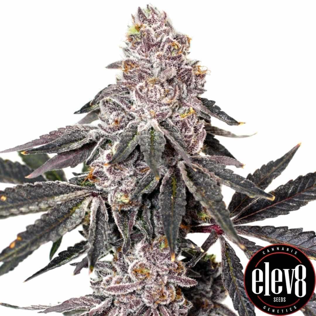 Berry Crusher Blüte mit violetten Tönen, dichter Struktur und reichlich Harz