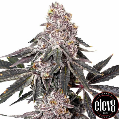 Berry Crusher Blüte mit violetten Tönen, dichter Struktur und reichlich Harz