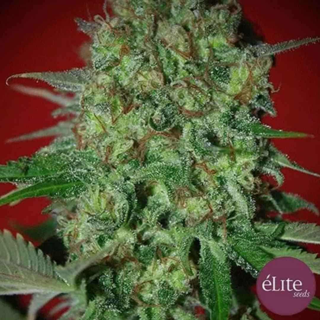 Bestial Skunk Cannabisblüte mit dichten Trichomen, grünen Zuckerblättern und orangefarbenen Blütenfäden
