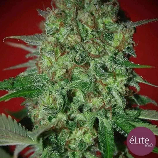 Bestial Skunk Cannabisblüte mit dichten Trichomen, grünen Zuckerblättern und orangefarbenen Blütenfäden