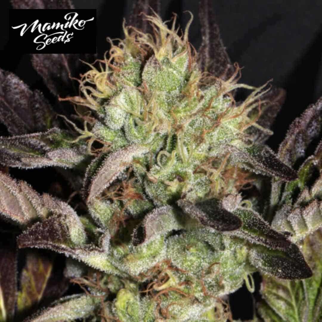 Big Apple Cookies Cannabisblüte mit Harz, hellen Stempeln und dunklen Zuckerblättern