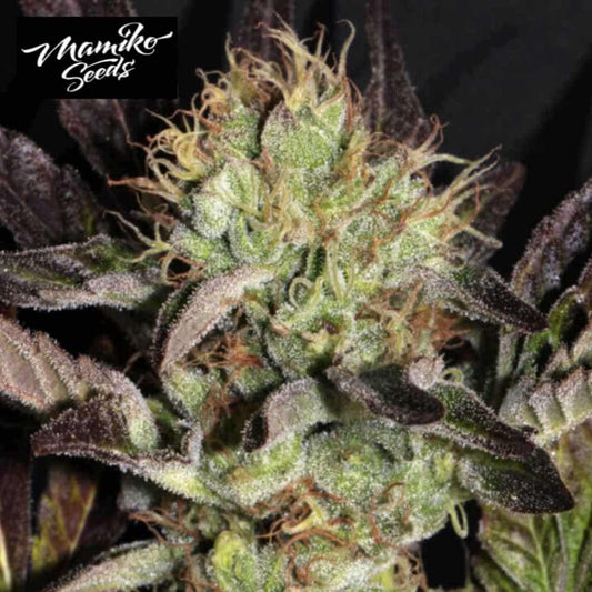 Big Apple Cookies Cannabisblüte mit Harz, hellen Stempeln und dunklen Zuckerblättern