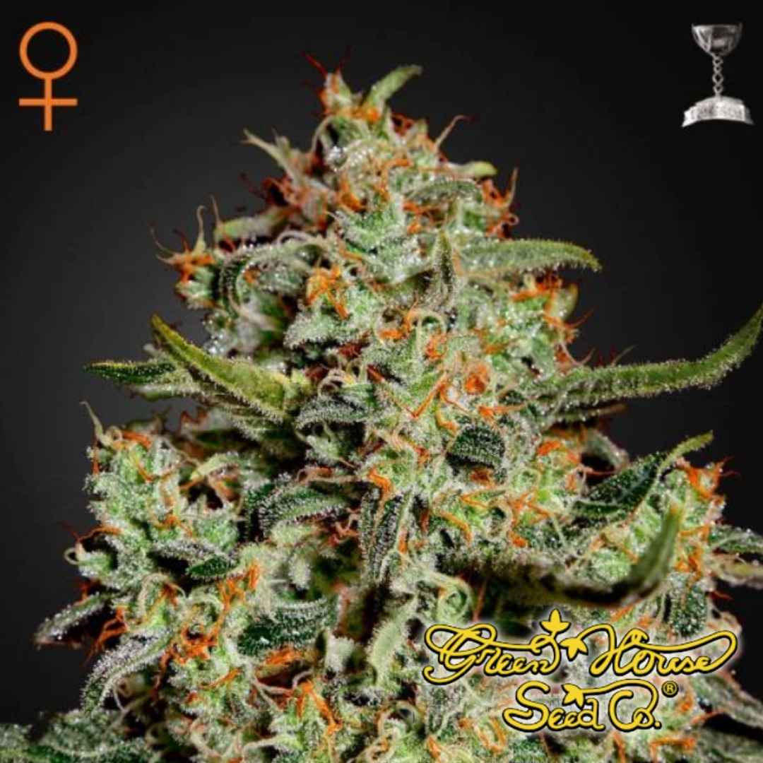 Big Bang (Green House Seeds) Feminisiert