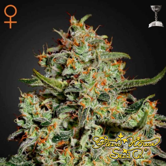 Big Bang (Green House Seeds) Feminisiert