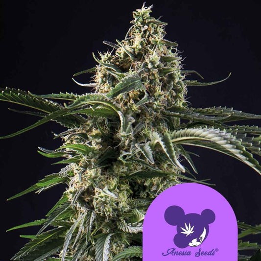 Big Bazooka Cannabisblüte mit dichten, harzreichen Buds und kräftigen, spitz zulaufenden Blütenständen