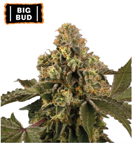 Reife Auto Big Bud Cannabisknospe mit dichter Blütenstruktur, vielen Trichomen und orangefarbenen Stempeln