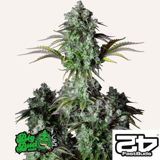 Big Bud Auto Pflanze mit dichten, harzüberzogenen Blüten und kräftigen grünen sowie violetten Blättern.