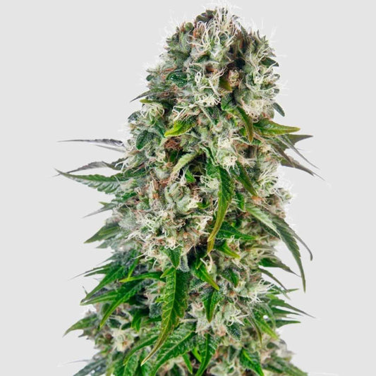 Big Bud Blüte reich an Harz und Trichomen, dichte grüne Blätter und orangefarbene Stempel