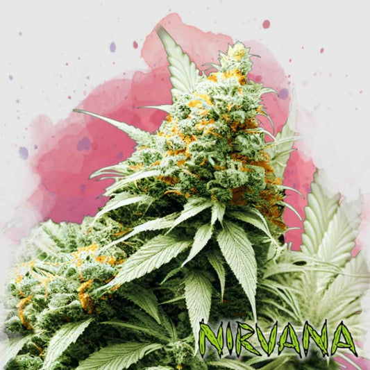 Big Bud Pflanze mit dichten, harzigen Blüten und orangefarbenen Blütenhaaren