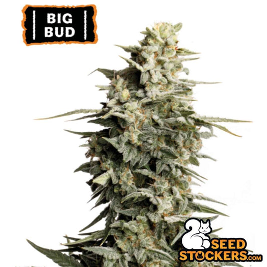 Dichte Big Bud Blüte mit frostigen Trichomen und kompakten, harzigen Buds