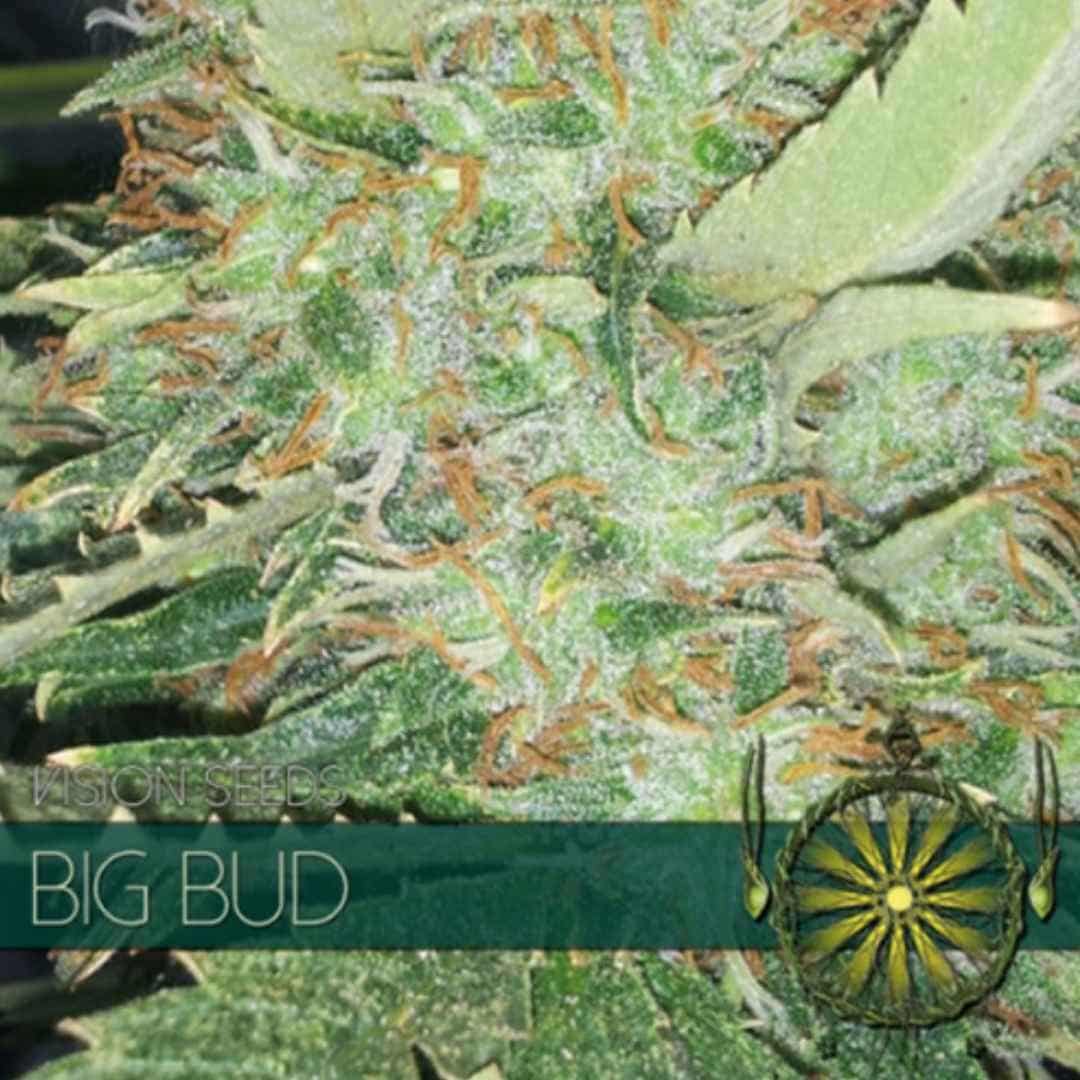 Harzreiche Big Bud Blüte von Vision Seeds mit dichten grünen Kelchen und hellen Blütenfäden