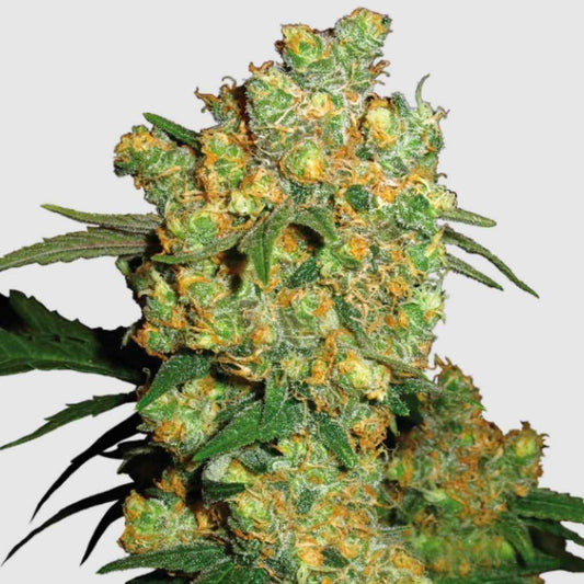 Großer, harzreicher Blütenstand der Sorte Big Bud Regular mit satten grünen Blättern und orangen Stempeln