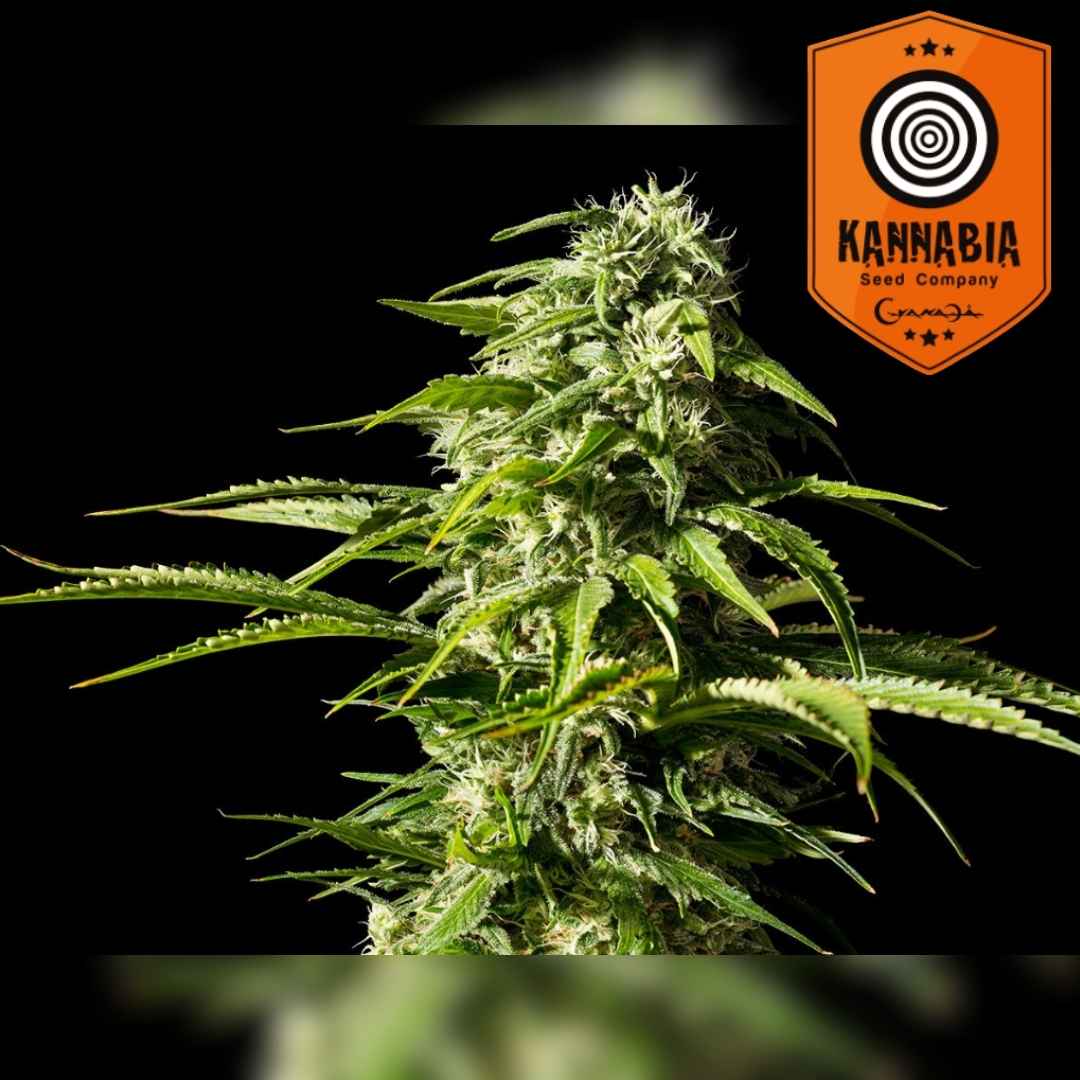 Big Bull Cannabisblüte mit dichten Harztrichomen und kräftigen grünen Blättern