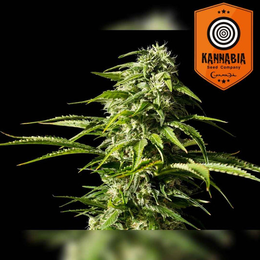 Big Bull Cannabisblüte mit dichten Harztrichomen und kräftigen grünen Blättern