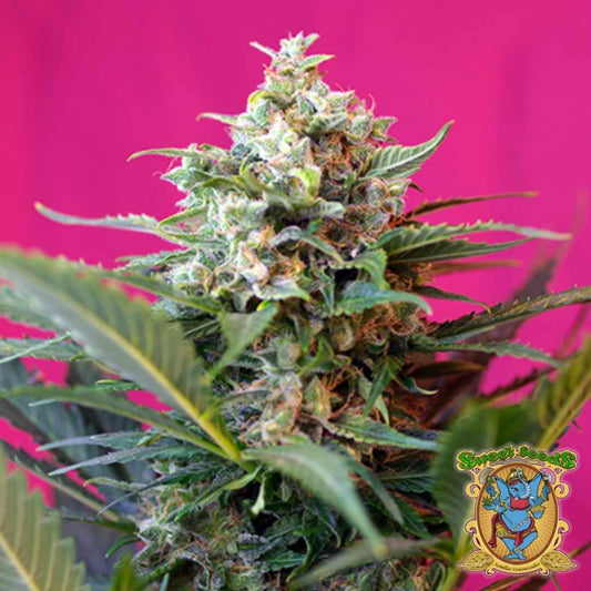 Dicht bewachsene Big Devil XL Auto Blüte mit dicken, harzüberzogenen Buds und grünen Zuckerblättern