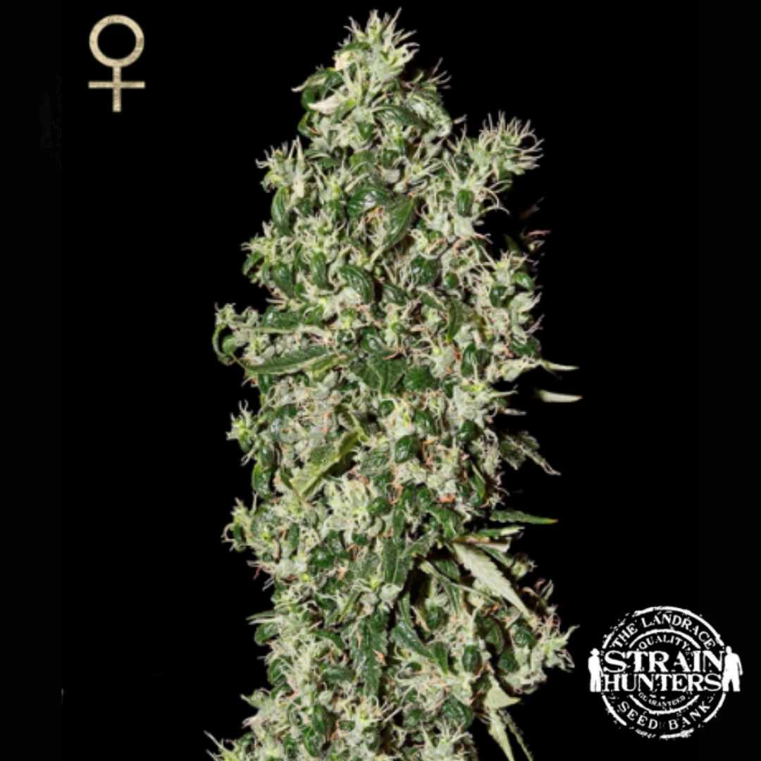 Dichte Big Tooth Cannabisblüte mit harzigen Trichomen, grünen Zuckerblättern und orangefarbenen Blütenfäden.