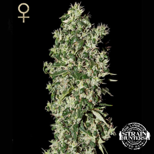 Dichte Big Tooth Cannabisblüte mit harzigen Trichomen, grünen Zuckerblättern und orangefarbenen Blütenfäden.