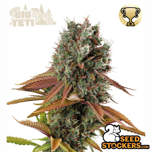 Dichte Big Bud Blüte mit frostigen Trichomen und kompakten, harzigen Buds