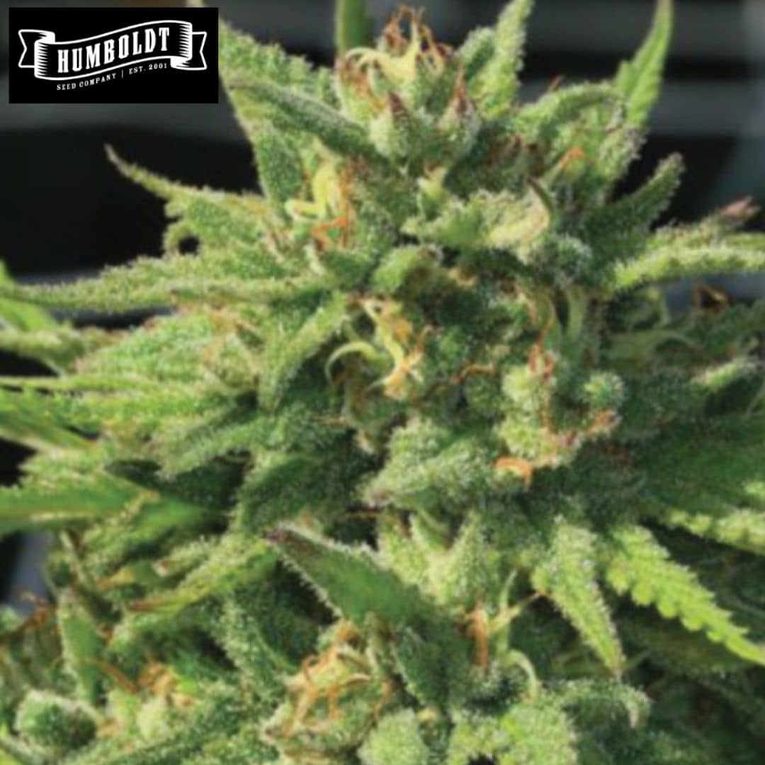 Bigfoot Glue Cannabisblüte mit dichtem Harzbesatz und orangefarbenen Blütenfäden