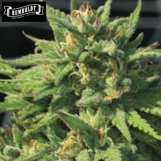 Bigfoot Glue Cannabisblüte mit dichtem Harzbesatz und orangefarbenen Blütenfäden