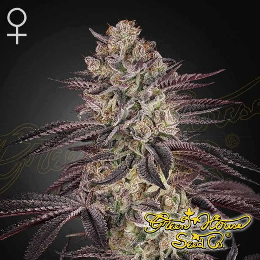 Biscotti Auto Cannabispflanze mit dichtem Hauptbud, starkem Harzbesatz und violett gefärbten Blättern