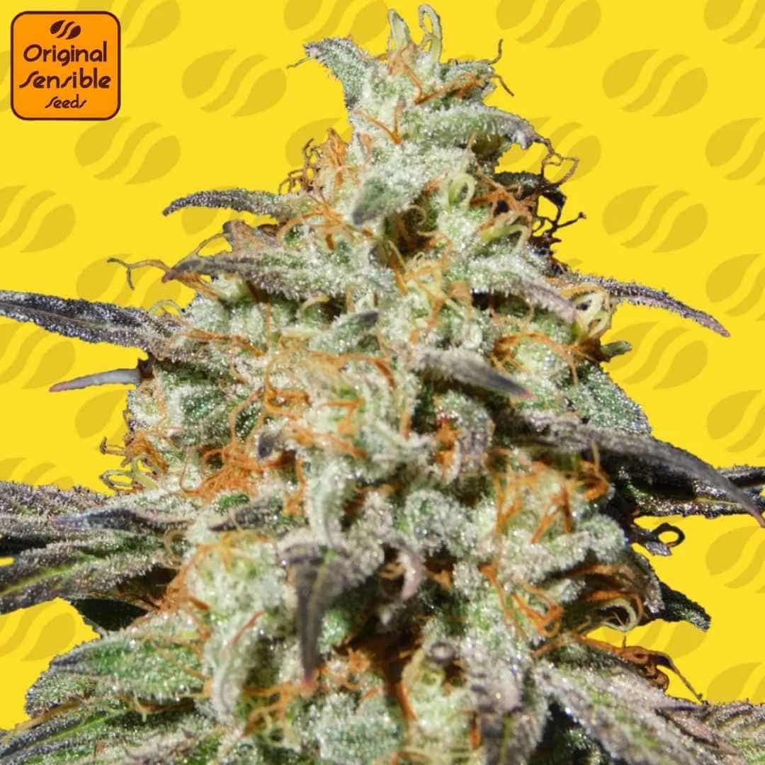 Harzige Biscotti Auto Blüte mit dichten Trichomen und orangefarbenen Blütenhaaren