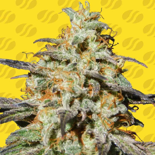 Biscotti Bud mit dichten Harztrichomen, grünen Blüten und orangefarbenen Härchen
