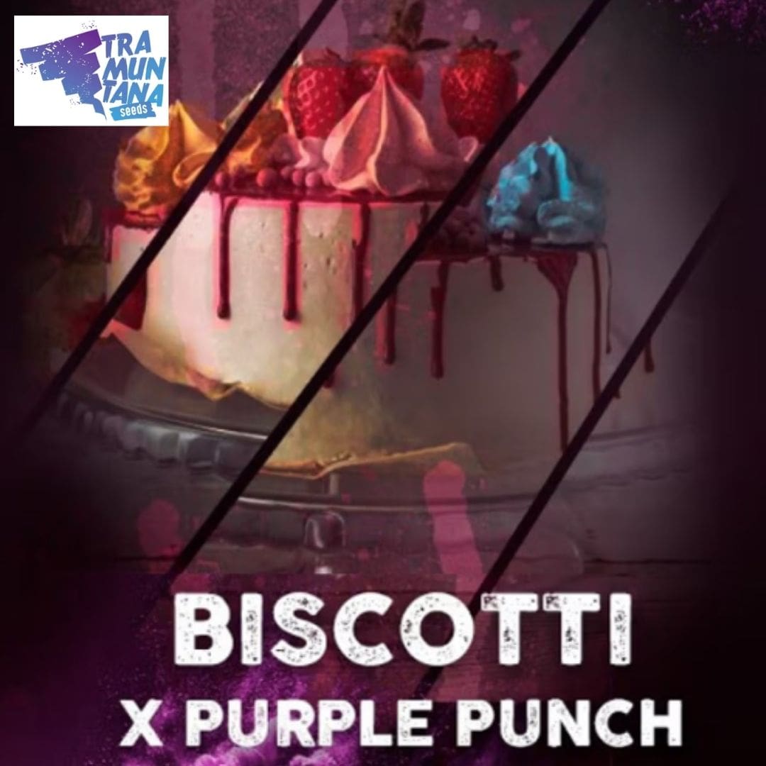 Biscotti Motiv mit dekorierter Torte, Erdbeeren und dem Schriftzug Biscotti x Purple Punch.