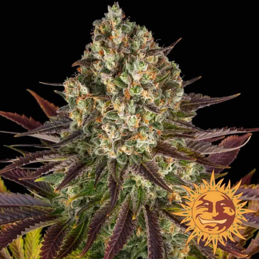 Biscotti Bud mit dichten Harztrichomen und violett-grünen Blättern von Barneys Farm.