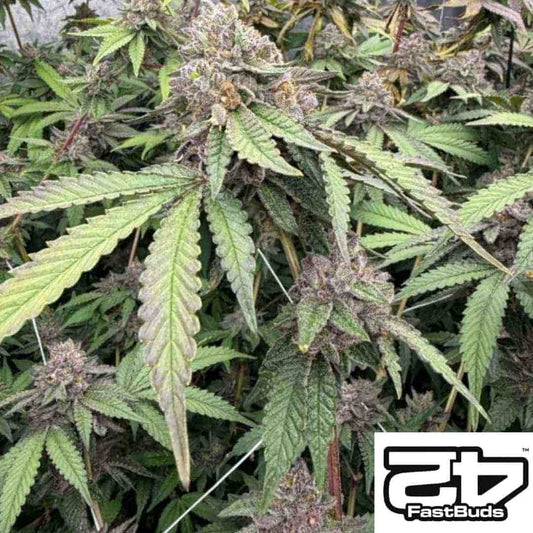 Biscotti Gelato mit kompakten violett-grünen Buds und sichtbarer Harzschicht auf den Blüten