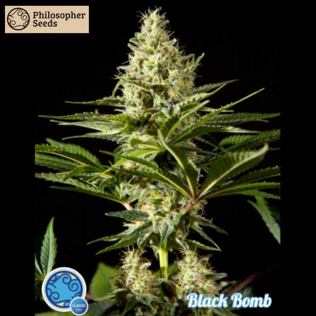 Kompakter Cannabis-Headbud der Sorte Black Bomb mit viel Harzbesatz und grünem Blattwerk.